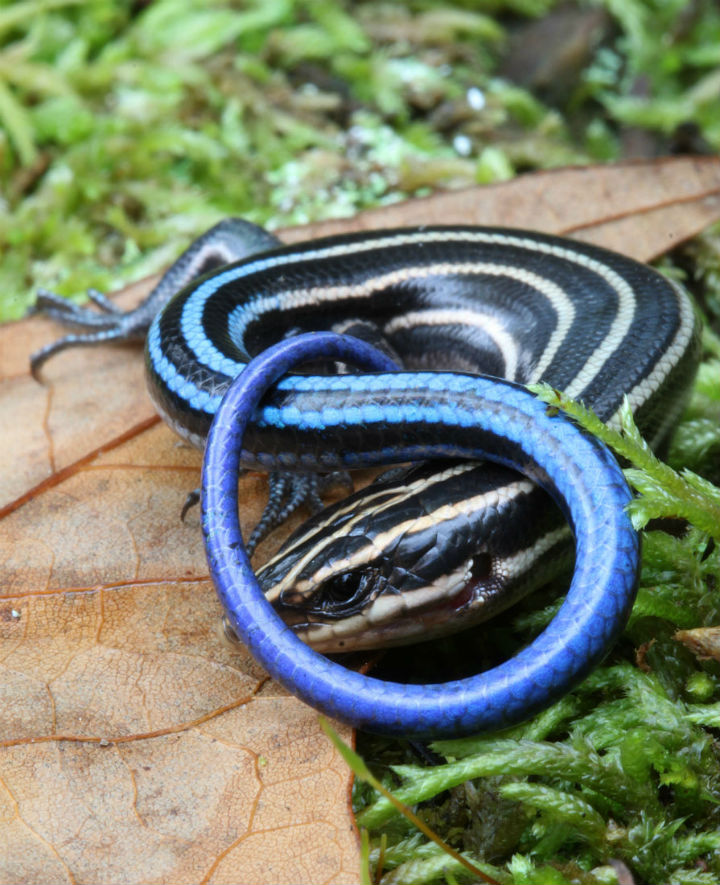 Five-lined Skink